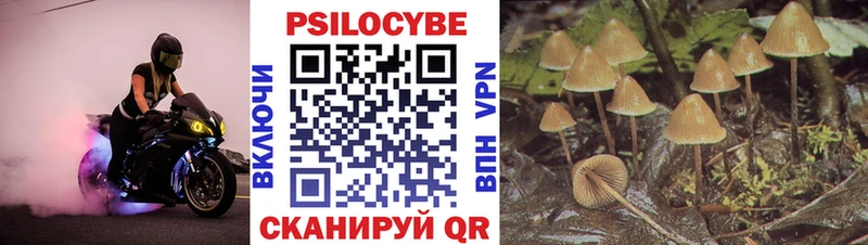 Псилоцибиновые грибы Psilocybe  Топки 